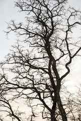 Tree silhouette in winter