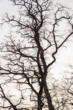 Fototapeta Tree silhouette in winter
