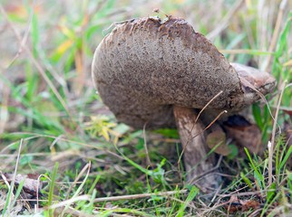 mushroom in green grass