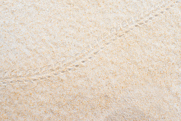 Fototapeta na wymiar Hermit crab footprints on the sand