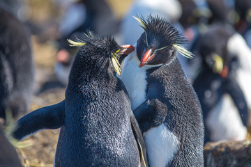 Rockhopper Penguin couple preening oneanother
