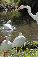 Great white egret with white ibises in a Florida wetlands at Fort Desoto State Park.