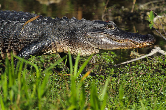 American alligator, full frame, walking to the water in the everglades of Florida.