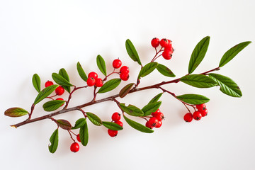 cotoneaster with ripe red berries / Cotoneaster lacteus
