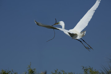 Great white egret flying with nesting material in its bill, Florida.