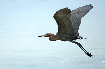 Reddish egret flying over the Gulf of Mexico, Florida, at Fort Desoto State Park near Tampa.