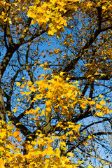 Fototapeta premium Autumn Leaves Sunny Fall Landscape Colorful Foliage Background