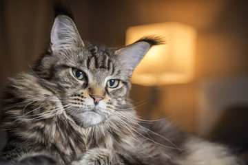 Портрет кошки крупно,на темном фоне