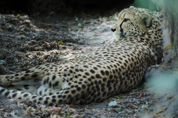 Naklejka premium Lying adult cheetah looking away at dry rocky land