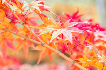 Autumn leaves
