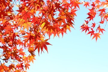 カエデの紅葉