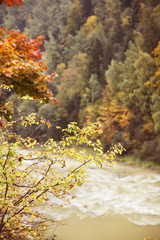 Mountain river flowing through forest