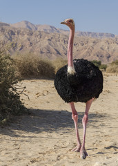 Male of African ostrich (Struthio camelus) in Hai Bar national reserve park, 35 km north of Eilat, Israel
