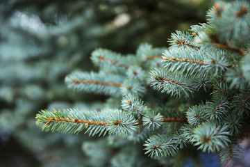 Beautiful fir tree twigs, outdoors