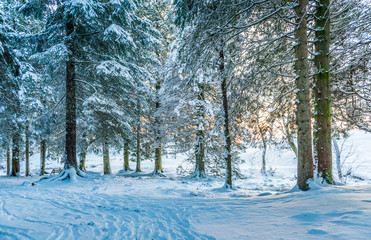 winter landscape with trees near wood