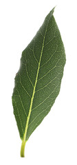 Fresh bay leaf, isolated on white