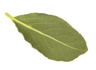 Fresh bay leaf, isolated on white