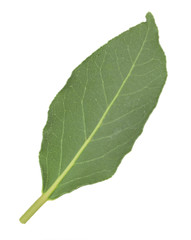 Fresh bay leaf, isolated on white
