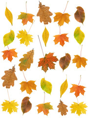 Autumn Leaves Background