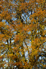 Autumn Leaves Sunny Fall Landscape Colorful Foliage Background