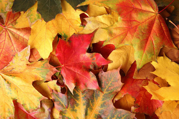 Autumn maple leaves