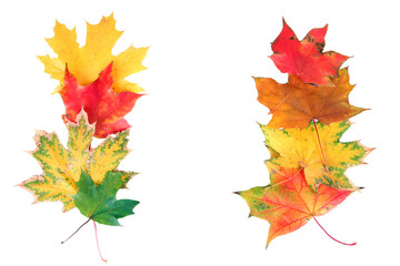 Autumn maple leaves, isolated on white