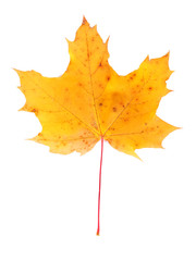 Autumn maple leaf, isolated on white