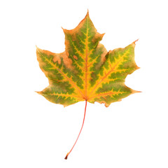 Autumn maple leaf, isolated on white