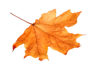 Naklejka na ściany i meble Autumn maple leaf, isolated on white