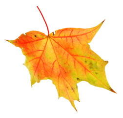 Autumn maple leaf, isolated on white