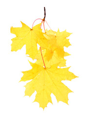 Branch with autumn maple leaves, isolated on white