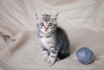 gray kitten with ball 