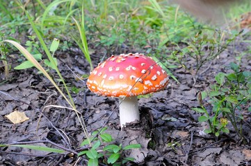 11)	Гриб Мухомор красный. Лекарственные растения. the Mushroom Amanita muscaria. Medicinal plants.