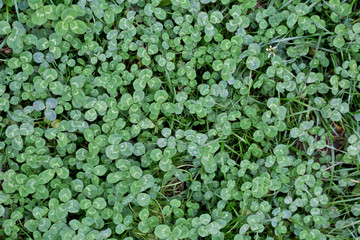 Obraz premium Clover background