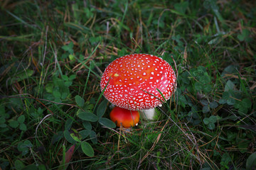 Toadstool growing in the forest