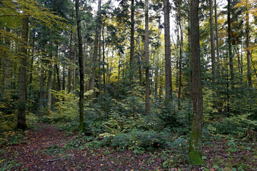 Autumn in the forest
