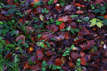 Ground in an autumn in the forest