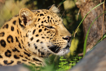 Fototapeta premium Leopardenkopf