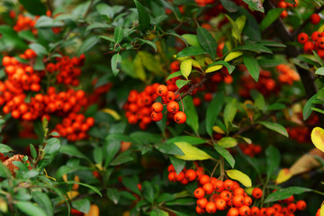 Obraz premium Ash berry tree closeup