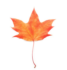 Maple leaf isolated on white