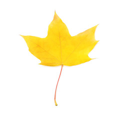 Maple leaf isolated on white
