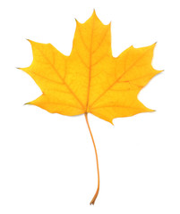 Maple leaf isolated on white