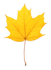 Maple leaf isolated on white