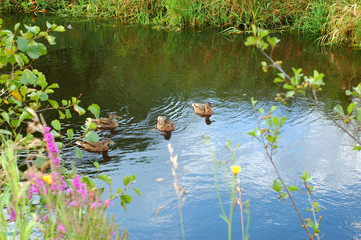 Дикие утки летом плывут по водоему среди зарослей травы и кустов