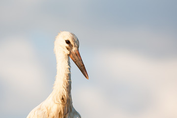 Portrait of young white stork