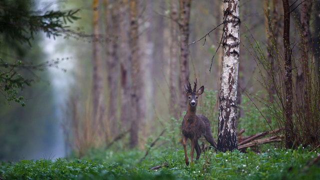 Male roe deer in forest