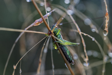 beautiful morning dew attaches to the head of a small grasshopper (Chorthippus parallelus), EU
