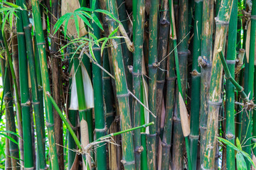 fresh green bamboo forest,Background