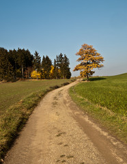 Fototapeta na wymiar hiking trail with isolated colourful tree on Vogtland countryside near Plauen city 