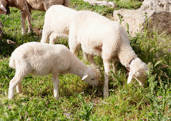 Obraz na płótnie Canvas Lamb grazing green grass
